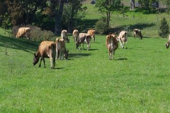 77 Wandella Rd, Cobargo, NSW 2550