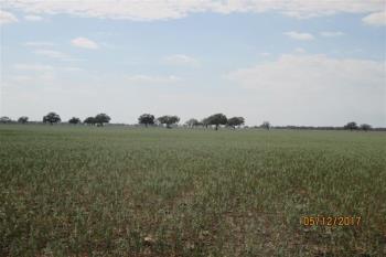929 Pilliga Rd, Wee Waa, NSW 2388